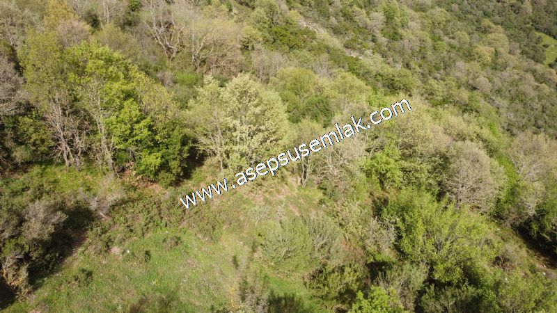 8.900 M2 Yatırımlık Tarla Arıcılık, Hayvancılık Orman'a Cepheli