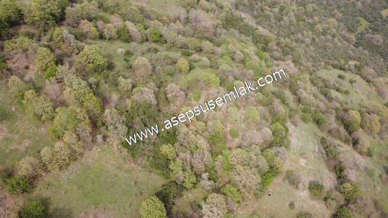 8.900 M2 Yatırımlık Tarla Arıcılık, Hayvancılık Orman'a Cepheli