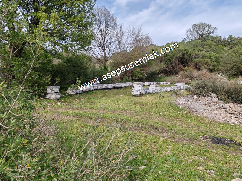 8.900 M2 Yatırımlık Tarla Arıcılık, Hayvancılık Orman'a Cepheli