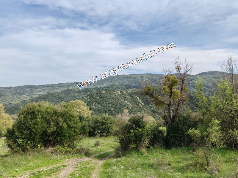 8.900 M2 Yatırımlık Tarla Arıcılık, Hayvancılık Orman'a Cepheli
