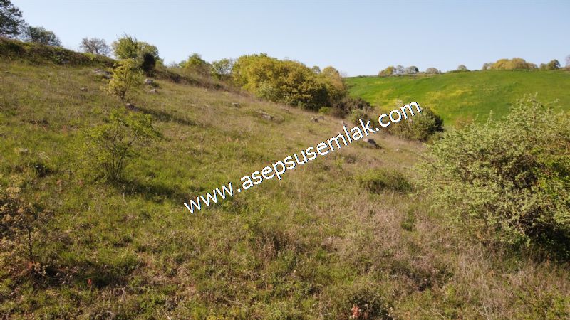 10.918 M2 Yatırımlık Tarla Arıcılık, Hayvancılık Orman'a Cepheli