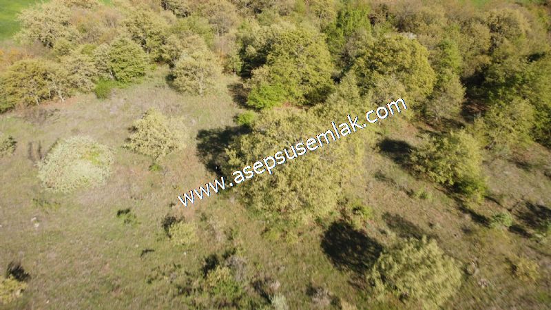 10.918 M2 Yatırımlık Tarla Arıcılık, Hayvancılık Orman'a Cepheli