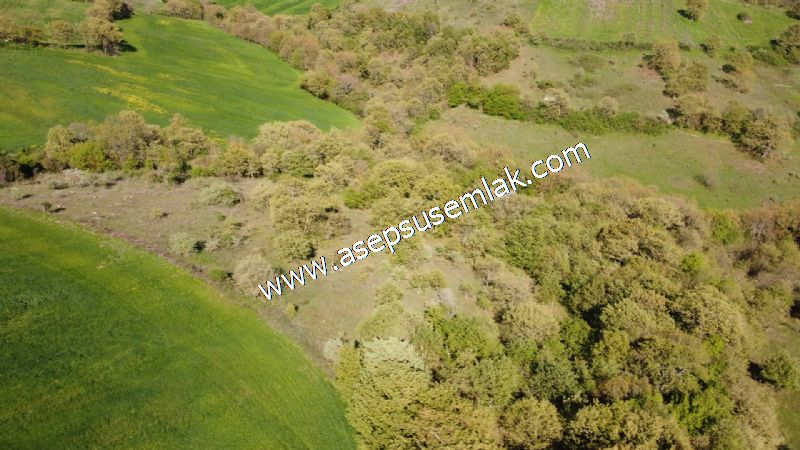 10.918 M2 Yatırımlık Tarla Arıcılık, Hayvancılık Orman'a Cepheli