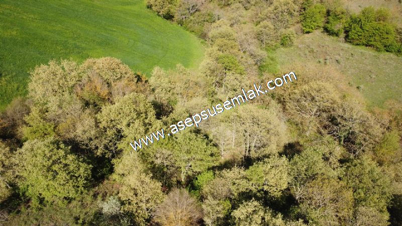 10.918 M2 Yatırımlık Tarla Arıcılık, Hayvancılık Orman'a Cepheli