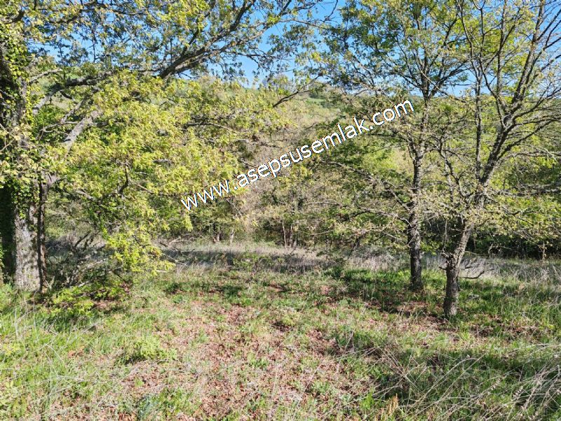 10.918 M2 Yatırımlık Tarla Arıcılık, Hayvancılık Orman'a Cepheli