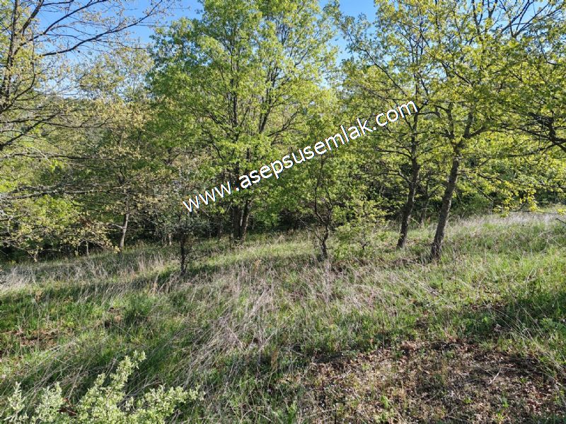 10.918 M2 Yatırımlık Tarla Arıcılık, Hayvancılık Orman'a Cepheli