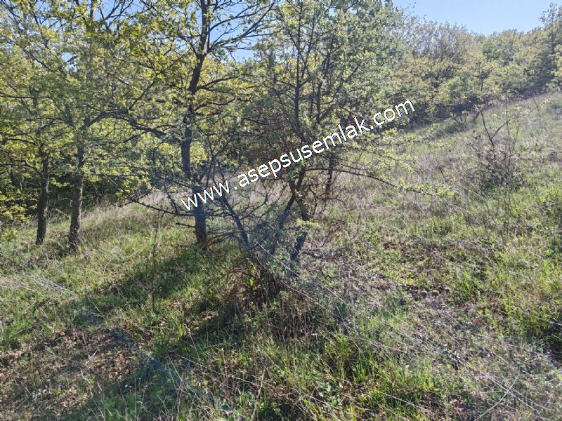 10.918 M2 Yatırımlık Tarla Arıcılık, Hayvancılık Orman'a Cepheli