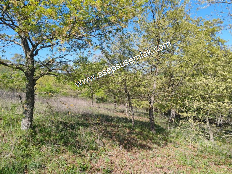 10.918 M2 Yatırımlık Tarla Arıcılık, Hayvancılık Orman'a Cepheli