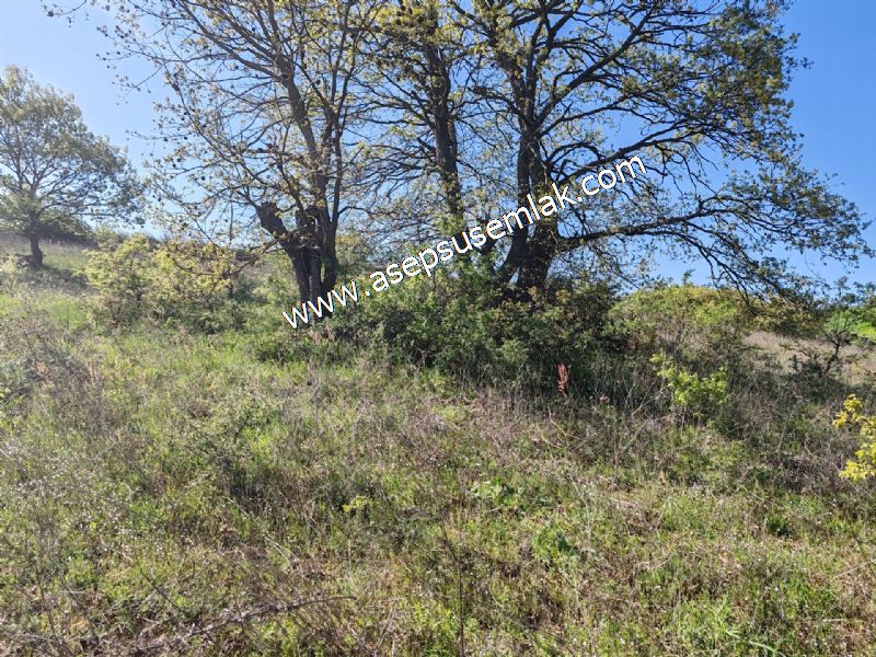 10.918 M2 Yatırımlık Tarla Arıcılık, Hayvancılık Orman'a Cepheli