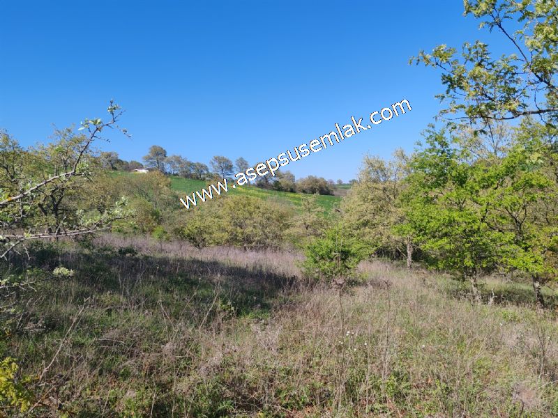 10.918 M2 Yatırımlık Tarla Arıcılık, Hayvancılık Orman'a Cepheli