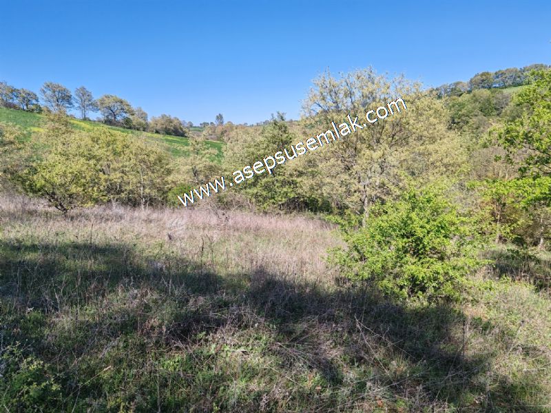 10.918 M2 Yatırımlık Tarla Arıcılık, Hayvancılık Orman'a Cepheli