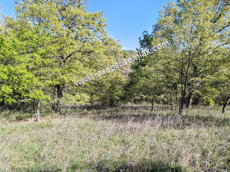 10.918 M2 Yatırımlık Tarla Arıcılık, Hayvancılık Orman'a Cepheli
