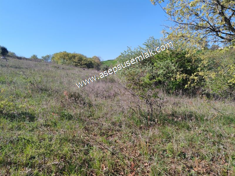 10.918 M2 Yatırımlık Tarla Arıcılık, Hayvancılık Orman'a Cepheli