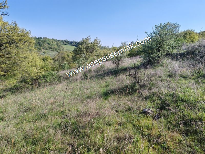 10.918 M2 Yatırımlık Tarla Arıcılık, Hayvancılık Orman'a Cepheli