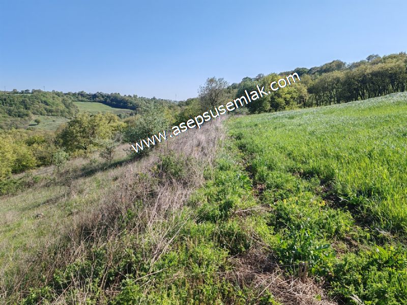 10.918 M2 Yatırımlık Tarla Arıcılık, Hayvancılık Orman'a Cepheli