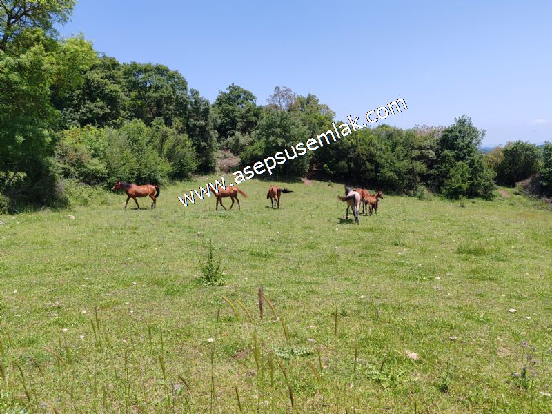 4.600 M2 Yatırımlık Meyva & Hobi Bahçesi Resmi Yolu ve Su Var..