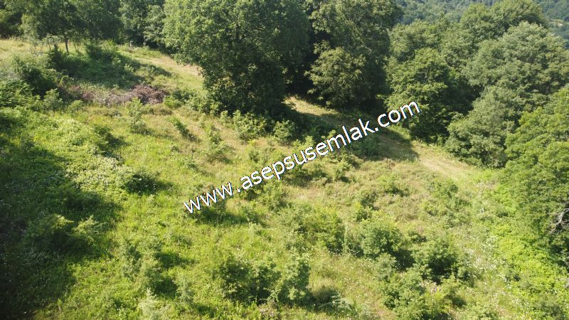 4.607 m2 Resmi Kadastro Yola & Orman Cepheli Hobi Bağ-Bahçesi