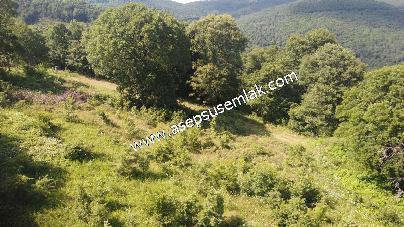 4.607 m2 Resmi Kadastro Yola & Orman Cepheli Hobi Bağ-Bahçesi