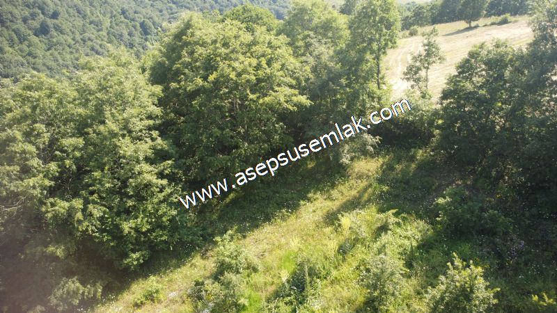 4.607 m2 Resmi Kadastro Yola & Orman Cepheli Hobi Bağ-Bahçesi