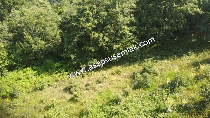 4.607 m2 Resmi Kadastro Yola & Orman Cepheli Hobi Bağ-Bahçesi