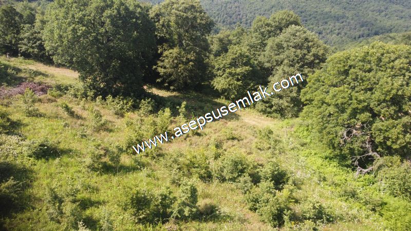 4.607 m2 Resmi Kadastro Yola & Orman Cepheli Hobi Bağ-Bahçesi