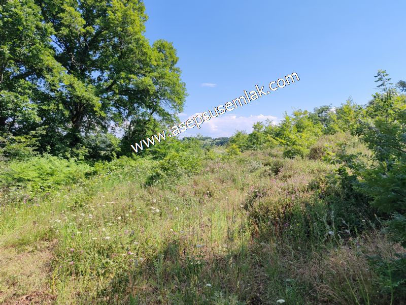 4.607 m2 Resmi Kadastro Yola & Orman Cepheli Hobi Bağ-Bahçesi