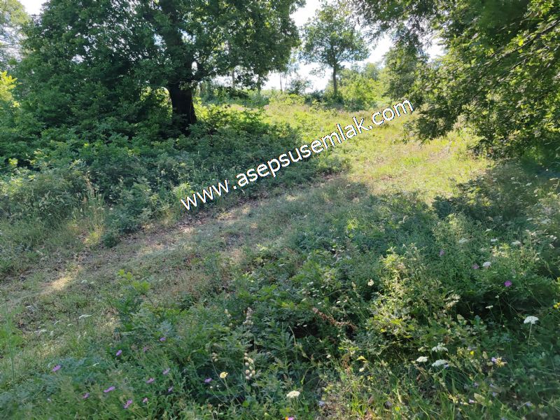 4.607 m2 Resmi Kadastro Yola & Orman Cepheli Hobi Bağ-Bahçesi