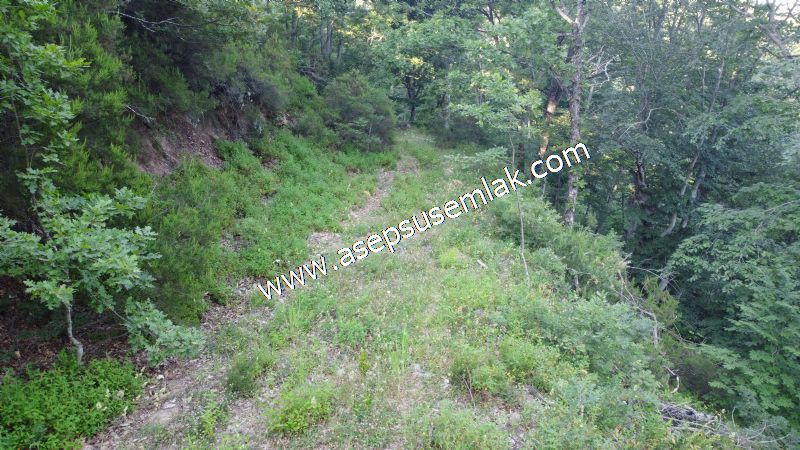 10.457 m2 Yatırımlık Tarla Bağ-Bahçe Ormana Cepheli Özel Yol var