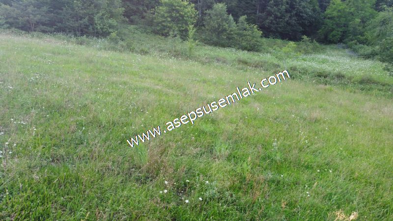 10.457 m2 Yatırımlık Tarla Bağ-Bahçe Ormana Cepheli Özel Yol var