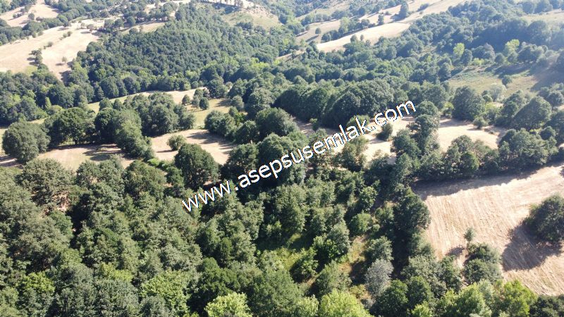 5.000 m2 Resmi Kadastro Yola & Orman Cepheli Hobi Bağ-Bahçesi