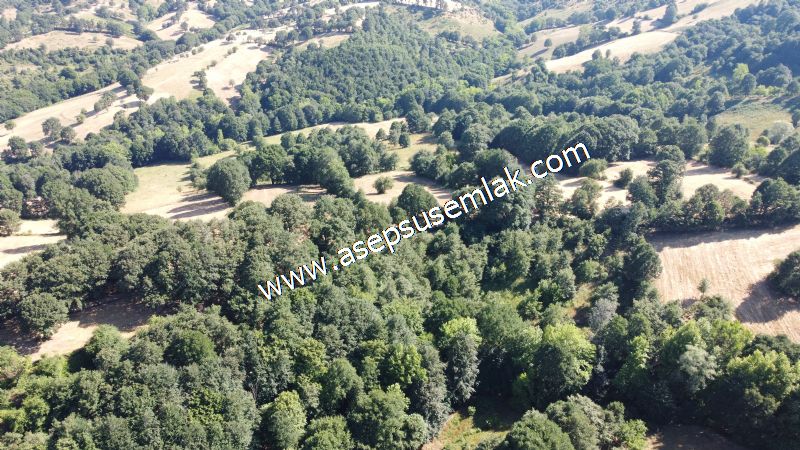 5.000 m2 Resmi Kadastro Yola & Orman Cepheli Hobi Bağ-Bahçesi