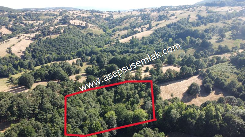 5.000 m2 Resmi Kadastro Yola & Orman Cepheli Hobi Bağ-Bahçesi