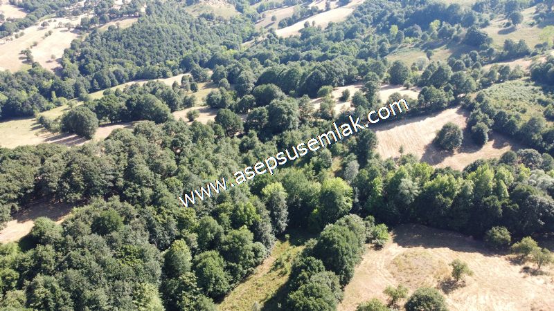 5.000 m2 Resmi Kadastro Yola & Orman Cepheli Hobi Bağ-Bahçesi
