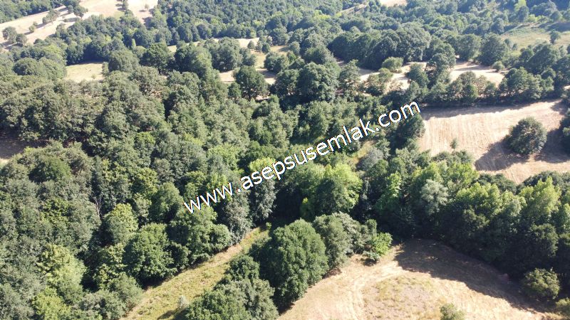 5.000 m2 Resmi Kadastro Yola & Orman Cepheli Hobi Bağ-Bahçesi