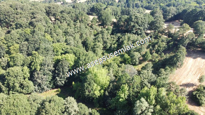 5.000 m2 Resmi Kadastro Yola & Orman Cepheli Hobi Bağ-Bahçesi
