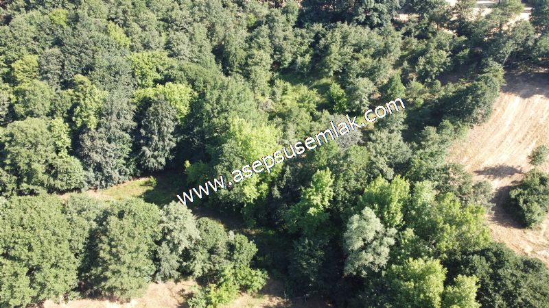 5.000 m2 Resmi Kadastro Yola & Orman Cepheli Hobi Bağ-Bahçesi