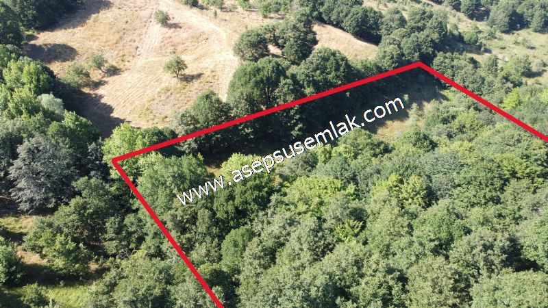 5.000 m2 Resmi Kadastro Yola & Orman Cepheli Hobi Bağ-Bahçesi