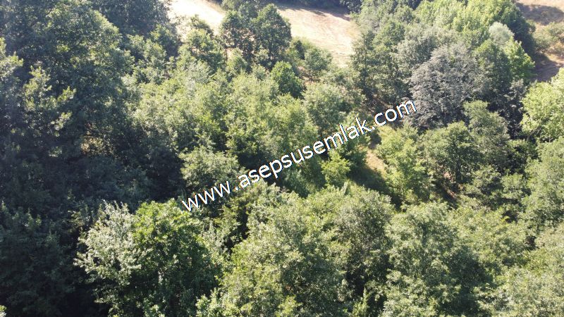 5.000 m2 Resmi Kadastro Yola & Orman Cepheli Hobi Bağ-Bahçesi