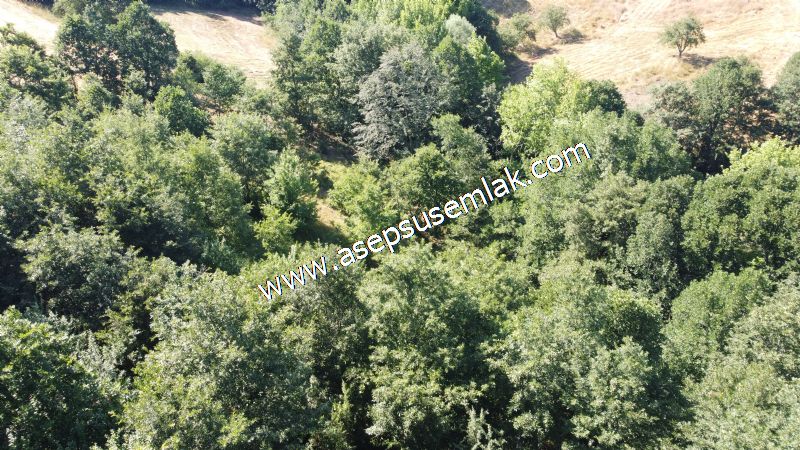5.000 m2 Resmi Kadastro Yola & Orman Cepheli Hobi Bağ-Bahçesi