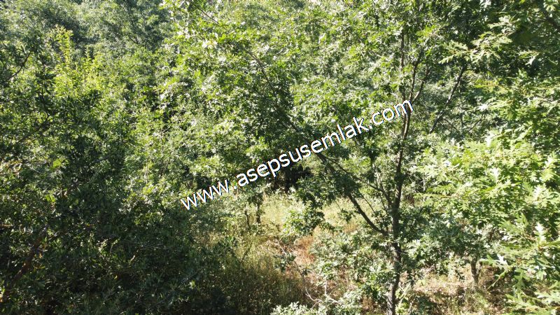 5.000 m2 Resmi Kadastro Yola & Orman Cepheli Hobi Bağ-Bahçesi