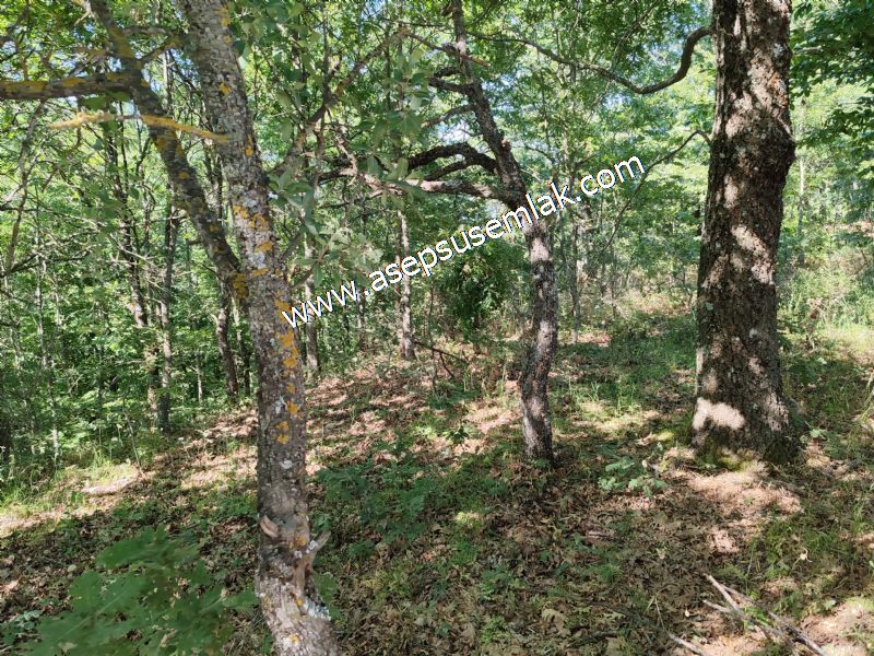 5.000 m2 Resmi Kadastro Yola & Orman Cepheli Hobi Bağ-Bahçesi