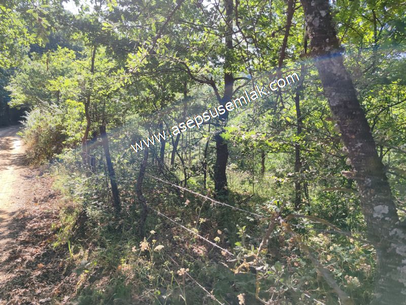 5.000 m2 Resmi Kadastro Yola & Orman Cepheli Hobi Bağ-Bahçesi