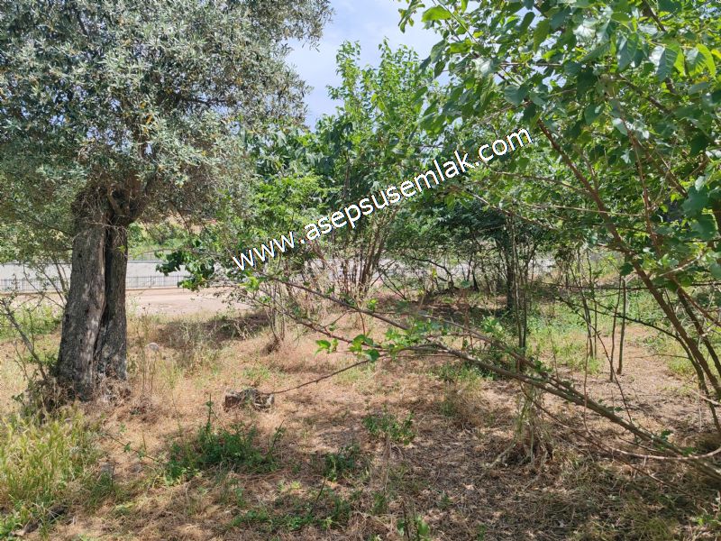 1.700 m2 Müstakil Köy Evi Arsa Meyve Bahçeli Bağ-Bahçe Dereköyde