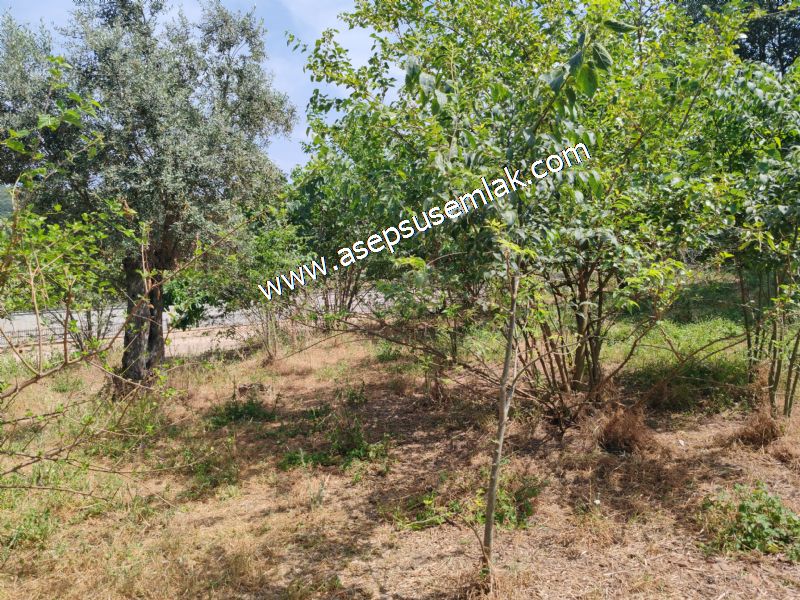 1.700 m2 Müstakil Köy Evi Arsa Meyve Bahçeli Bağ-Bahçe Dereköyde