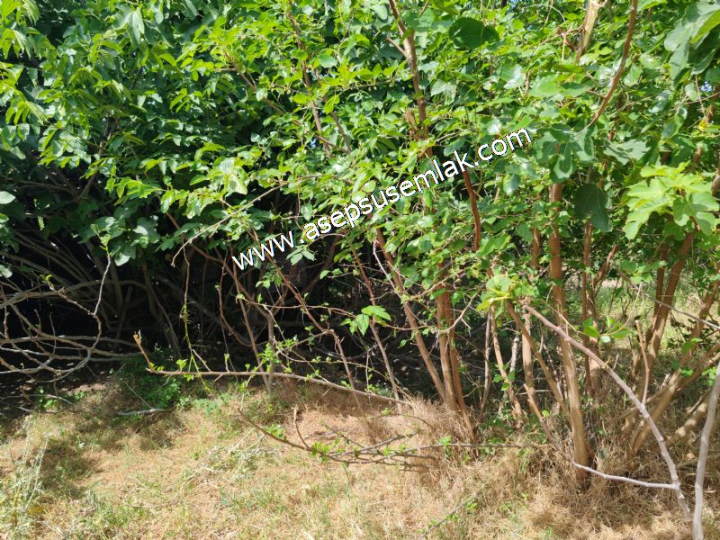 1.700 m2 Müstakil Köy Evi Arsa Meyve Bahçeli Bağ-Bahçe Dereköyde