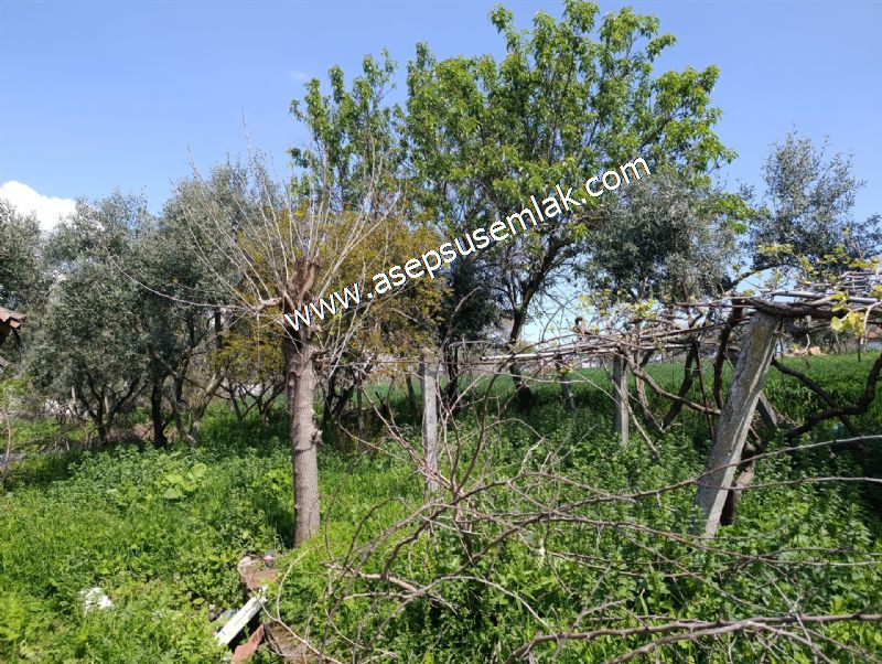 1.470 M2 Müstakil Köy Evi Arsa Meyve Bahçeli Bağ-Bahçe Asmalıder