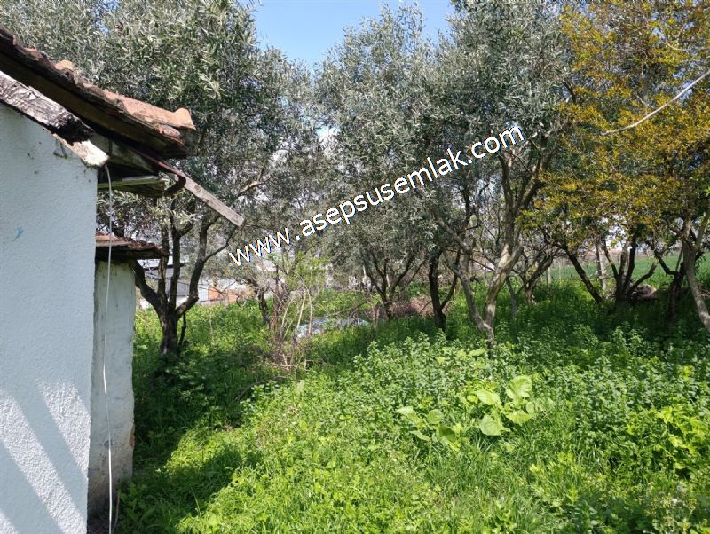 1.470 M2 Müstakil Köy Evi Arsa Meyve Bahçeli Bağ-Bahçe Asmalıder