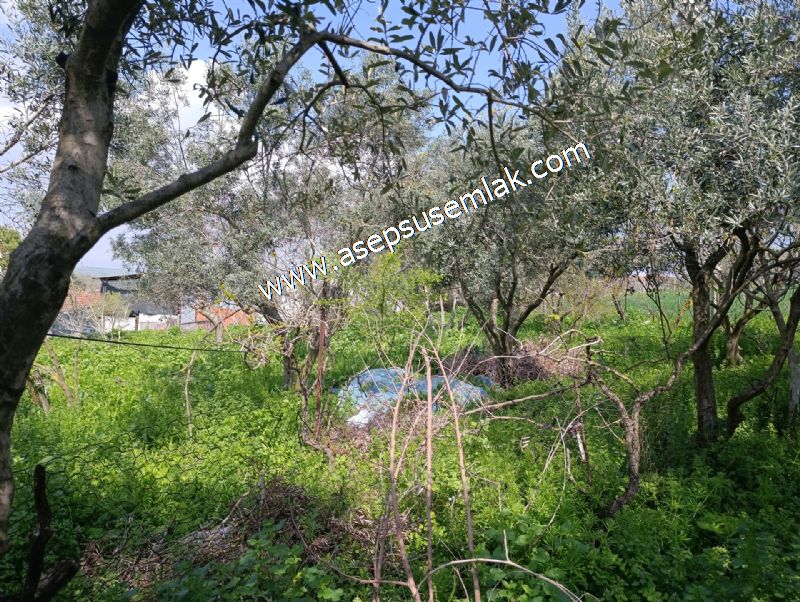 1.470 M2 Müstakil Köy Evi Arsa Meyve Bahçeli Bağ-Bahçe Asmalıder