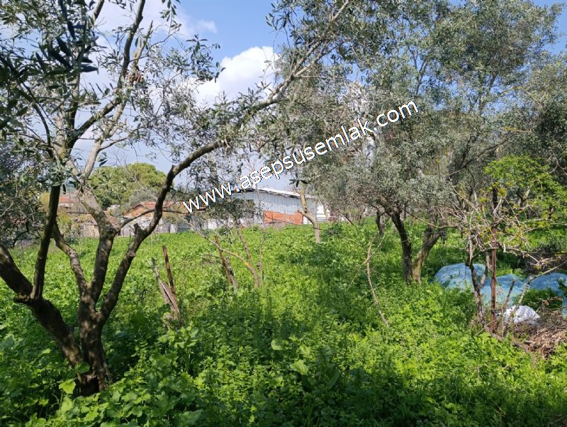1.470 M2 Müstakil Köy Evi Arsa Meyve Bahçeli Bağ-Bahçe Asmalıder