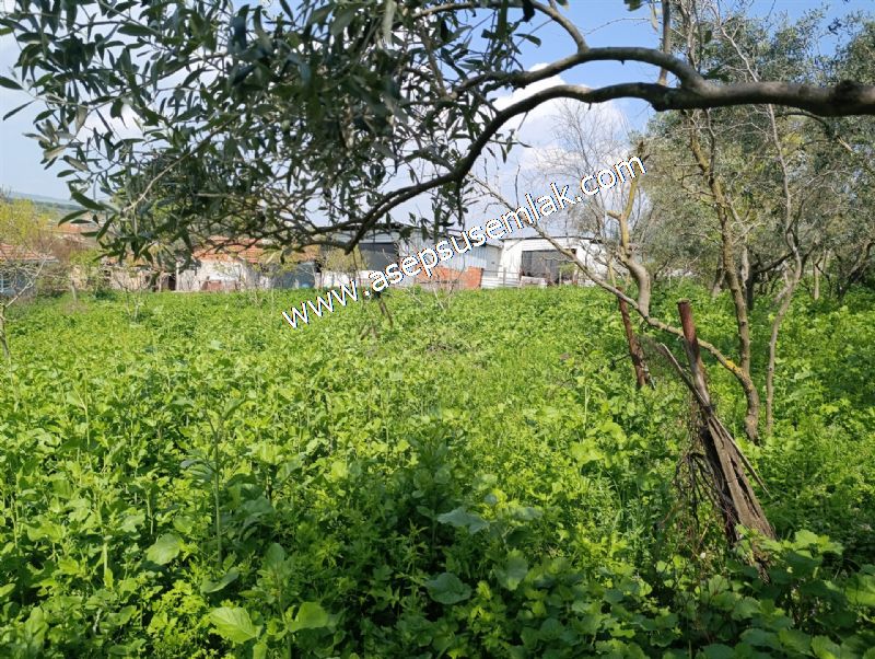 1.470 M2 Müstakil Köy Evi Arsa Meyve Bahçeli Bağ-Bahçe Asmalıder